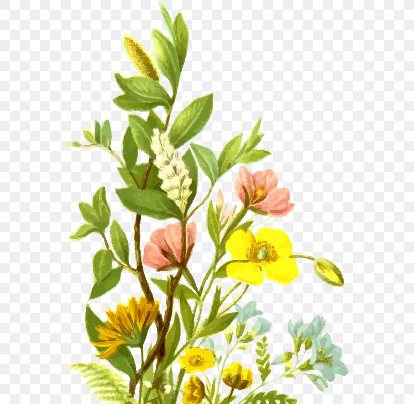 Clip Art Openclipart Flower User Interface, PNG, 562x800px, Flower, Branch, Computer, Computer Software, Flora Download Free