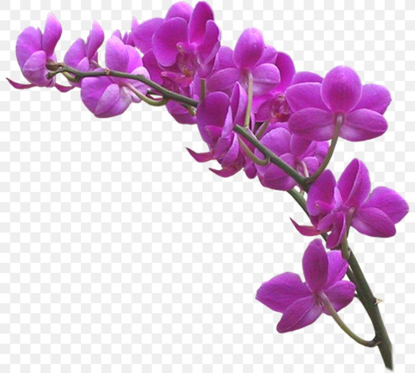 Orchids Clip Art Violet JPEG, PNG, 800x738px, Orchids, Blossom, Branch, Color, Dendrobium Download Free