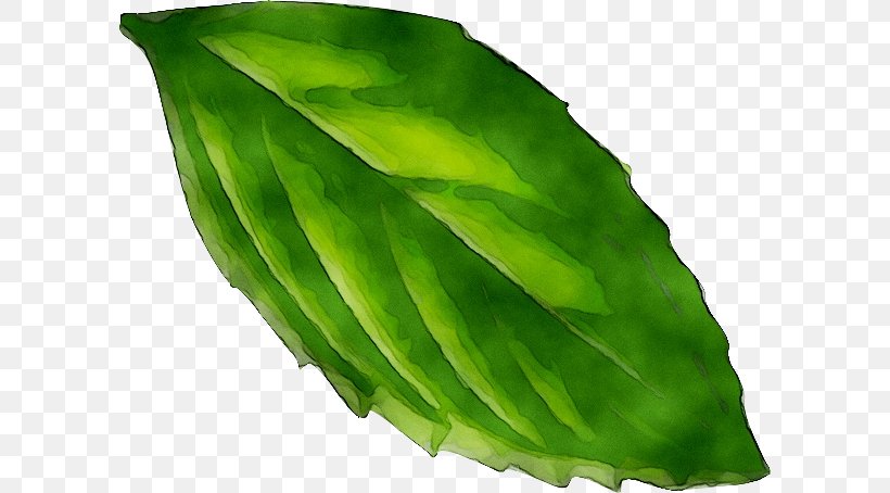 Peppermint Clip Art Drawing Illustration, PNG, 600x454px, Peppermint, Banana Leaf, Drawing, Flower, Green Download Free