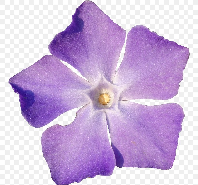 Periwinkle Flower Violet, PNG, 750x764px, Periwinkle, Flower, Flowering Plant, Lilac, Petal Download Free