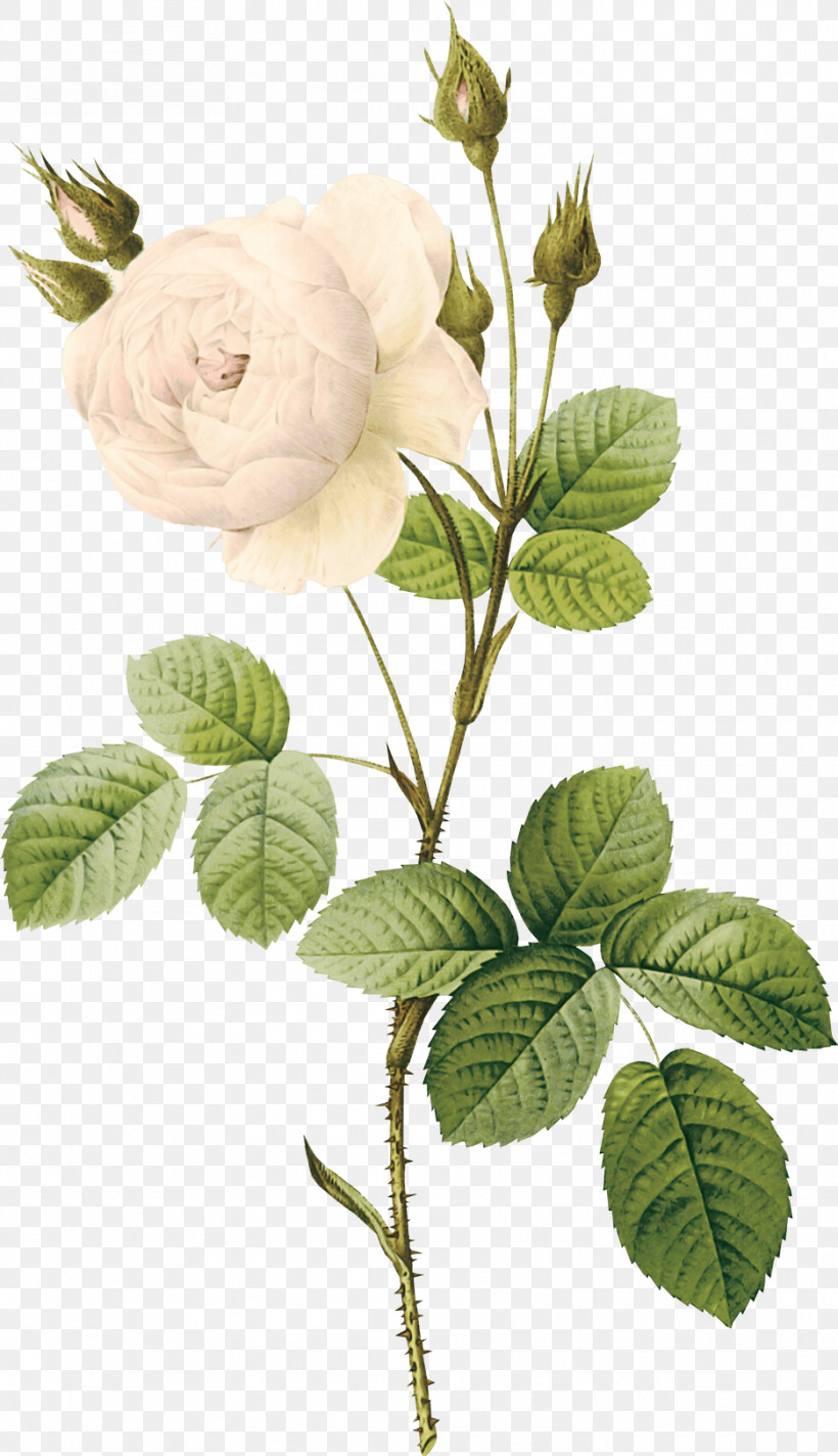 Rose, PNG, 936x1626px, Flower, Branch, Leaf, Plant, Plant Stem Download Free