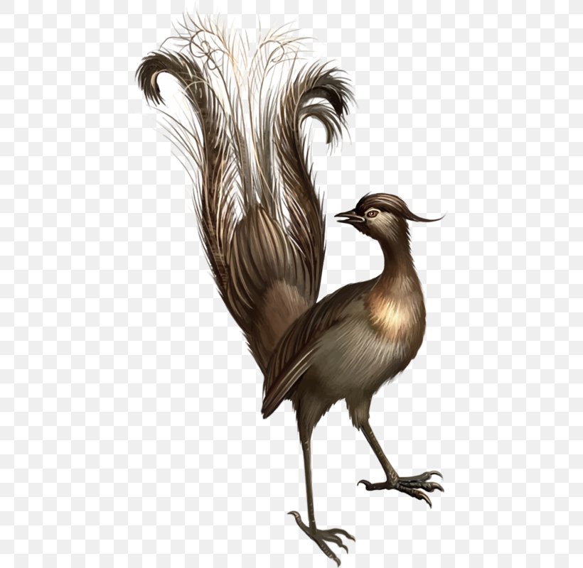 When The Lyrebird Calls Platypus Koala, PNG, 441x800px, Platypus, Beak, Bird, Booktopia, Crane Like Bird Download Free