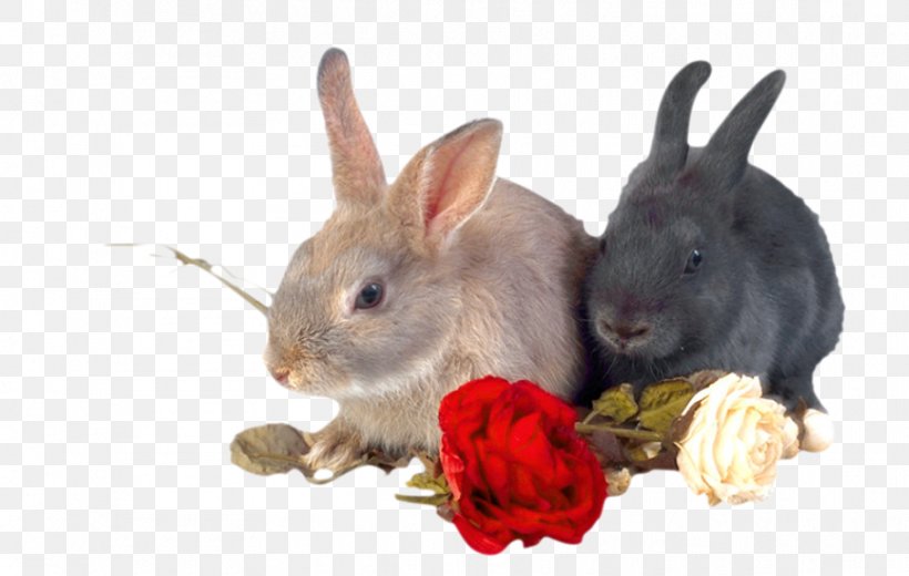 White Rabbit Animal Rose, PNG, 907x576px, White Rabbit, Animal, Domestic Rabbit, Gratis, Mammal Download Free
