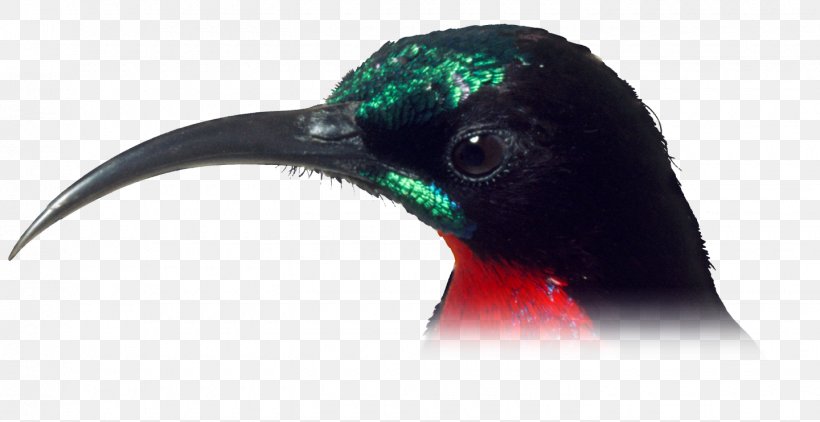 Hummingbird Beak Water Bird Feather, PNG, 1440x742px, Bird, Beak, Closeup, Feather, Hummingbird Download Free