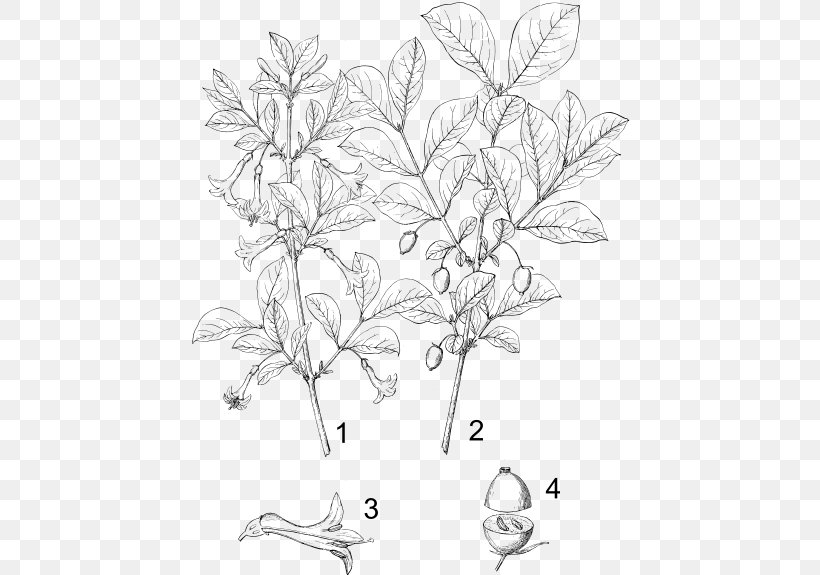 Lonicera Ciliosa Lonicera Sempervirens Flower Plant Vine, PNG, 440x575px, Lonicera Ciliosa, Area, Artwork, Biological Classification, Black And White Download Free