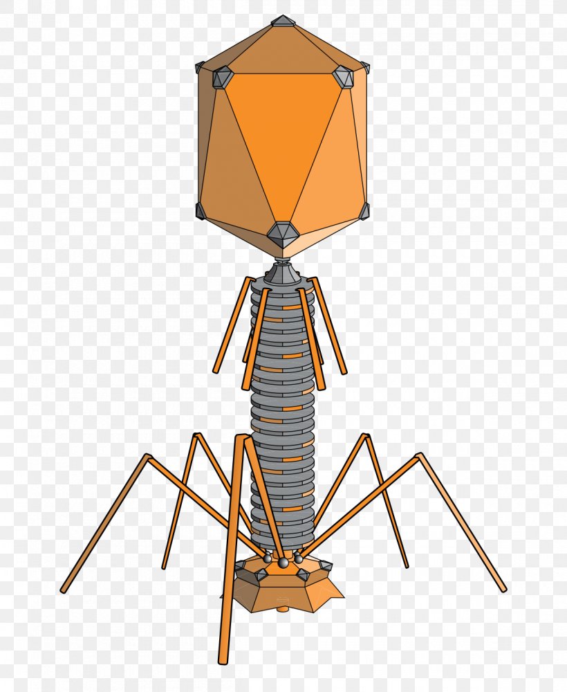 Bacteriophage Phage Group Phage Therapy Bacteria Virus, PNG, 1200x1464px, Bacteriophage, Bacteria, Bacterial Cell Structure, Biology, Capsid Download Free