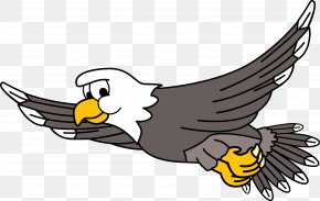 Eagle - Bald Eagle Clip Art Image Bird PNG