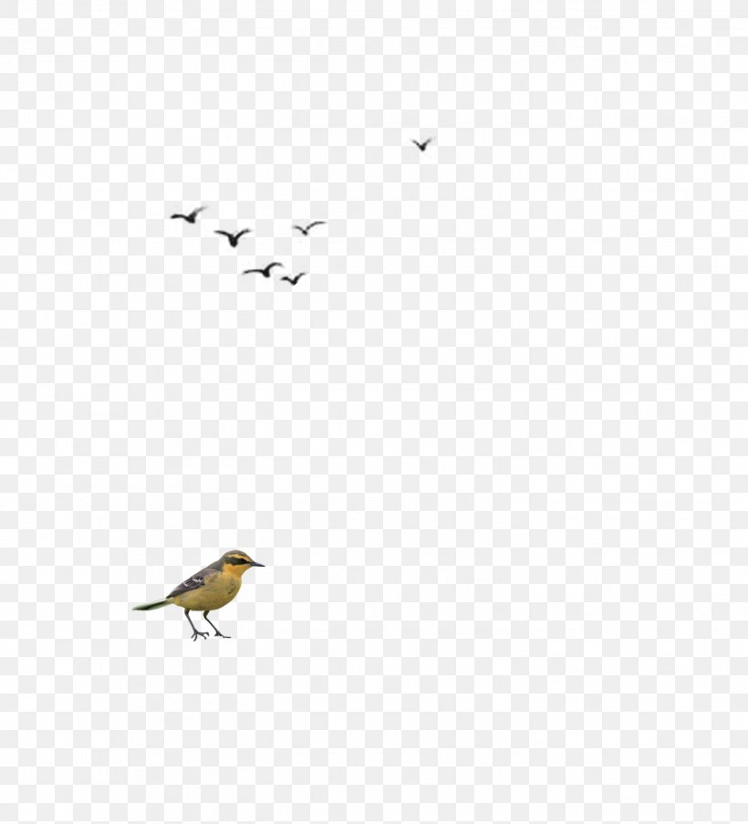 Beak Angle LINE Pattern, PNG, 1523x1678px, Bird, Area, Beak, Pattern, Wing Download Free