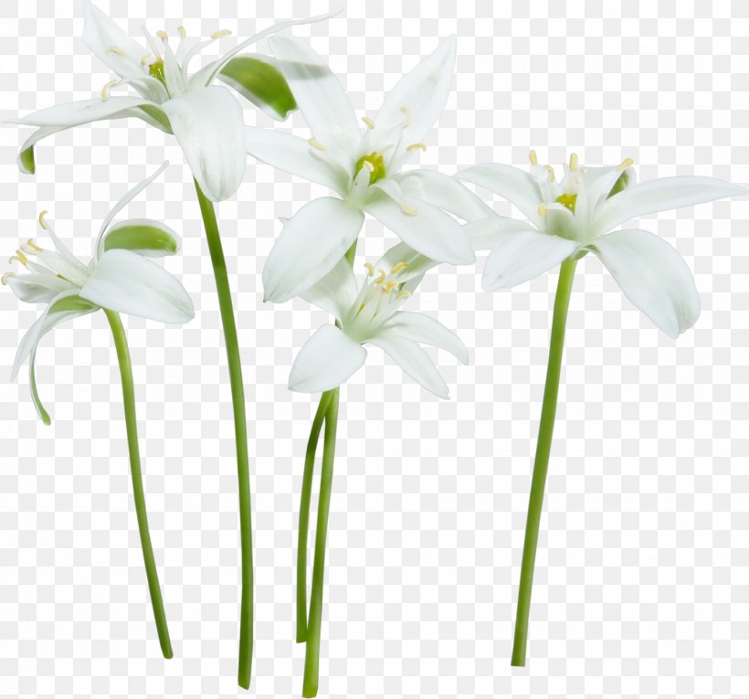 Flower White Floral Design Clip Art, PNG, 1850x1727px, Flower, Color, Cut Flowers, Flora, Floral Design Download Free