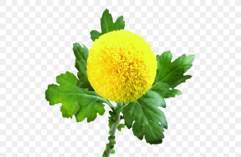 JPEG Chrysanthemum Image Vector Graphics, PNG, 670x534px, Chrysanthemum, Ball, Cdr, Chrysanths, Coreldraw Download Free