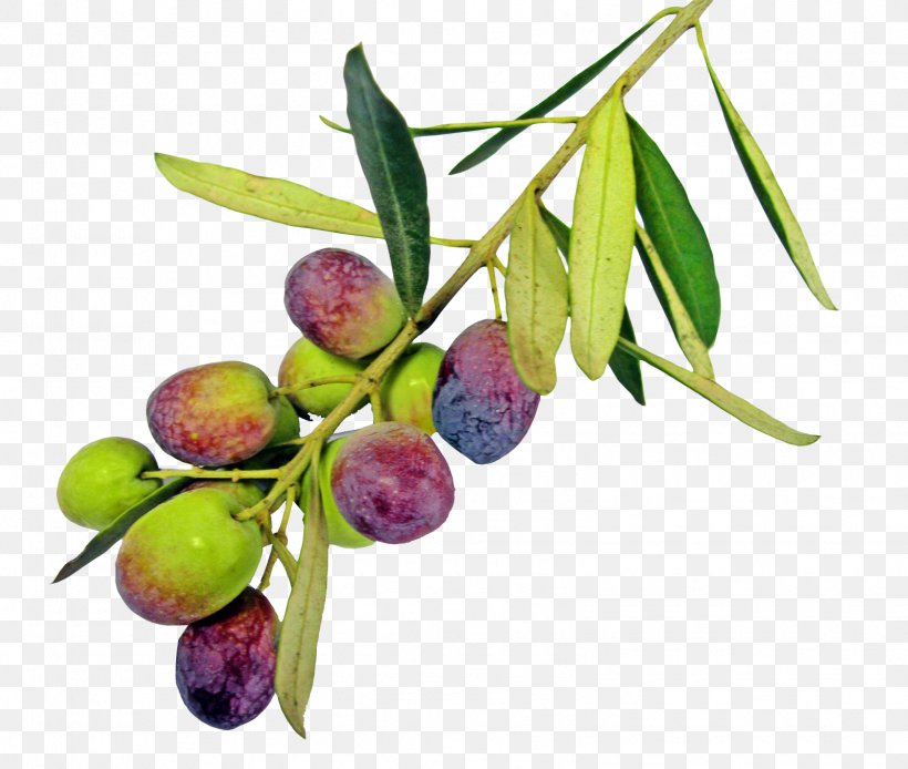 Olive Oil Greek Cuisine Olive Leaf, PNG, 1603x1358px, Olive, Branch, Extra Virgin Olive Oil, Food, Fruit Download Free