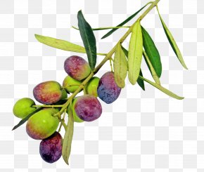 Olive With Leaf - Olive Oil Greek Cuisine Olive Leaf PNG
