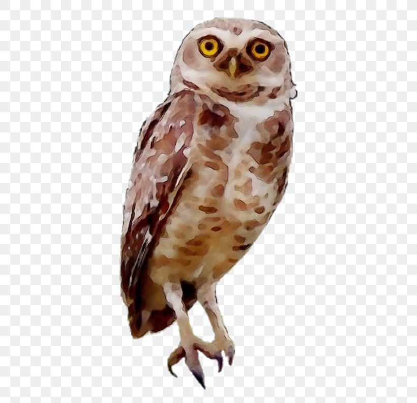 Owl Bird Bird Of Prey Barn Owl Beak, PNG, 500x792px, Watercolor, Barn Owl, Beak, Bird, Bird Of Prey Download Free