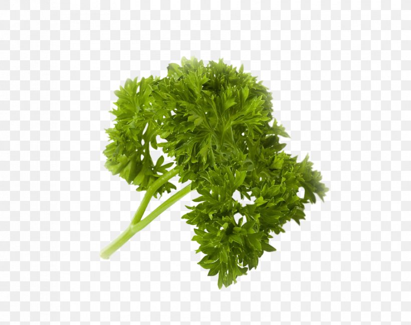 Parsley Food Vegetable Sustainable Living Center Juice, PNG, 905x715px, Parsley, Cayenne Pepper, Chili Powder, Cumin, Dill Download Free