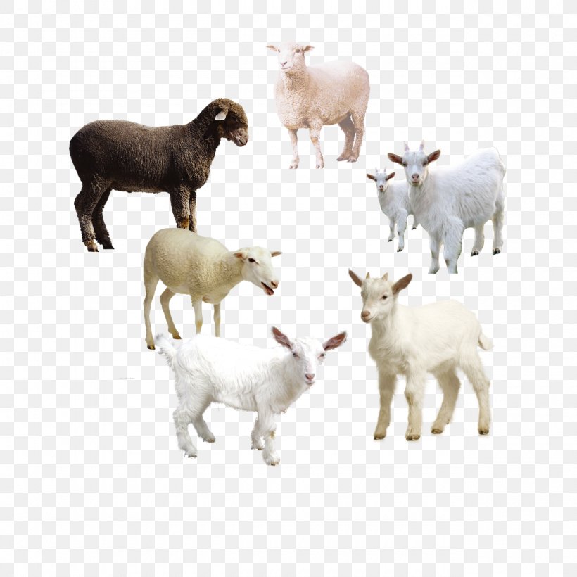 Sheep Goat Clip Art Image, PNG, 1280x1280px, Sheep, Bovidae, Caprinae, Cattle, Cattle Like Mammal Download Free