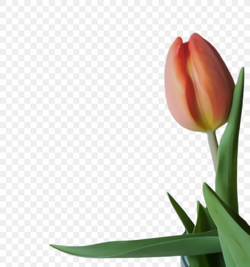 Flowers Background, PNG, 1936x2068px, Tulip, Blossom, Bud, Cut Flowers, Flora Download Free