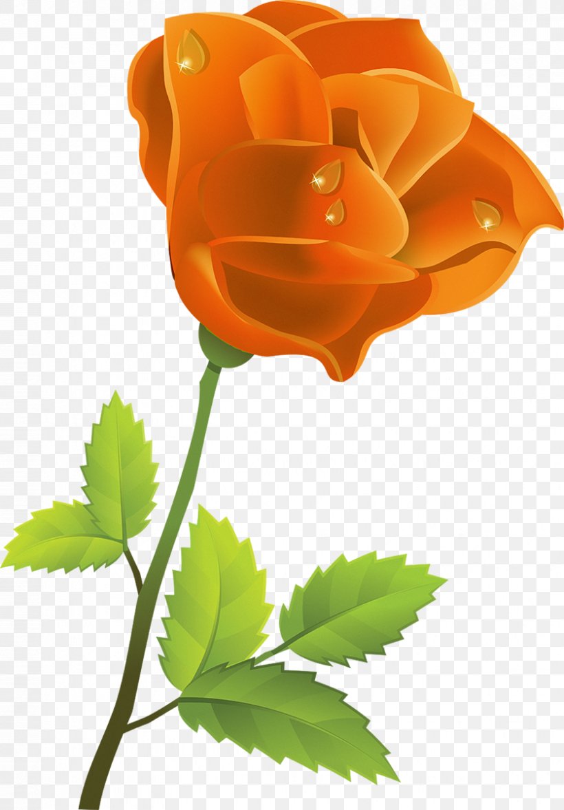 Lilium Rose Flower Clip Art, PNG, 836x1200px, Lilium, Bud, Drawing, Flower, Flowering Plant Download Free