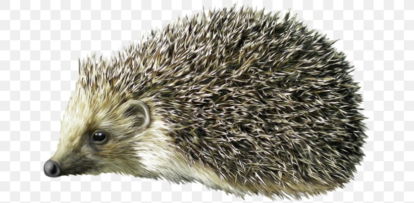 Domesticated Hedgehog Clip Art, PNG, 650x403px, Hedgehog, Badger, Document, Domesticated Hedgehog, Echidna Download Free