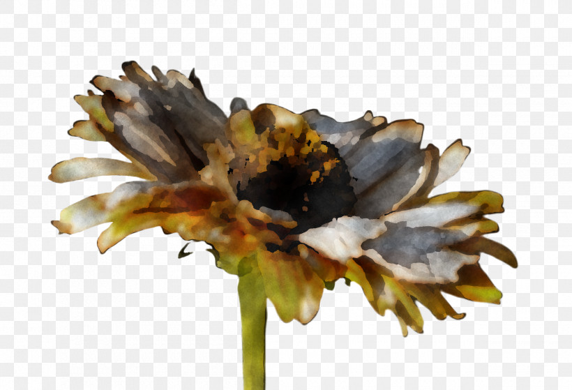 Flower Plant Petal Wildflower Pollen, PNG, 2420x1652px, Flower, Anemone, Petal, Plant, Pollen Download Free