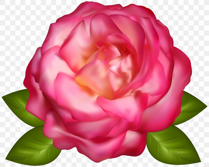 Garden Roses Centifolia Roses, PNG, 5000x4008px, Centifolia Roses, Camellia, China Rose, Color, Cut Flowers Download Free