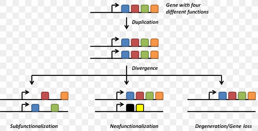 Gene Duplication Genome Genetic Redundancy DNA Replication, PNG, 1326x677px, Gene Duplication, Area, Biology, Brand, Chromosome Download Free