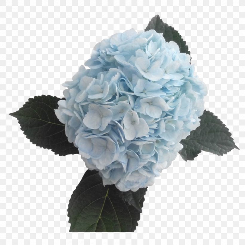 Hydrangea Blue Cut Flowers Color, PNG, 900x900px, Hydrangea, Artificial Flower, Blue, Color, Cornales Download Free