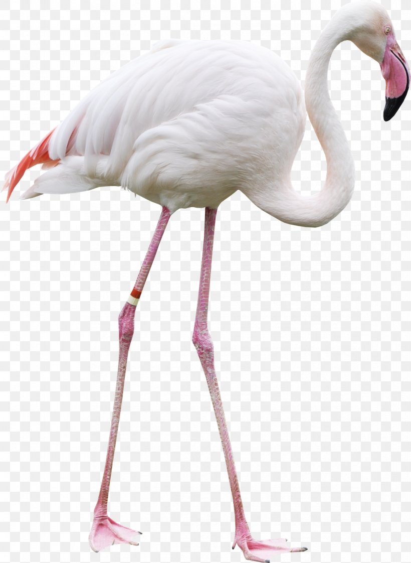 Bird Greater Flamingo Clip Art, PNG, 1169x1600px, Bird, Beak, Chart, Flamingo, Flamingos Download Free