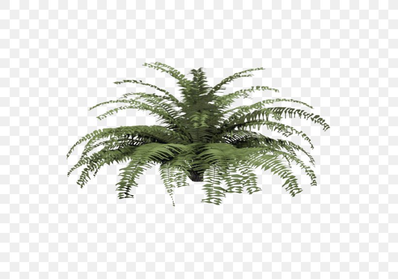 Fern Plant Tree Shrub Material, PNG, 576x575px, Fern, Archicad, Architectural Engineering, Autodesk Revit, Building Information Modeling Download Free
