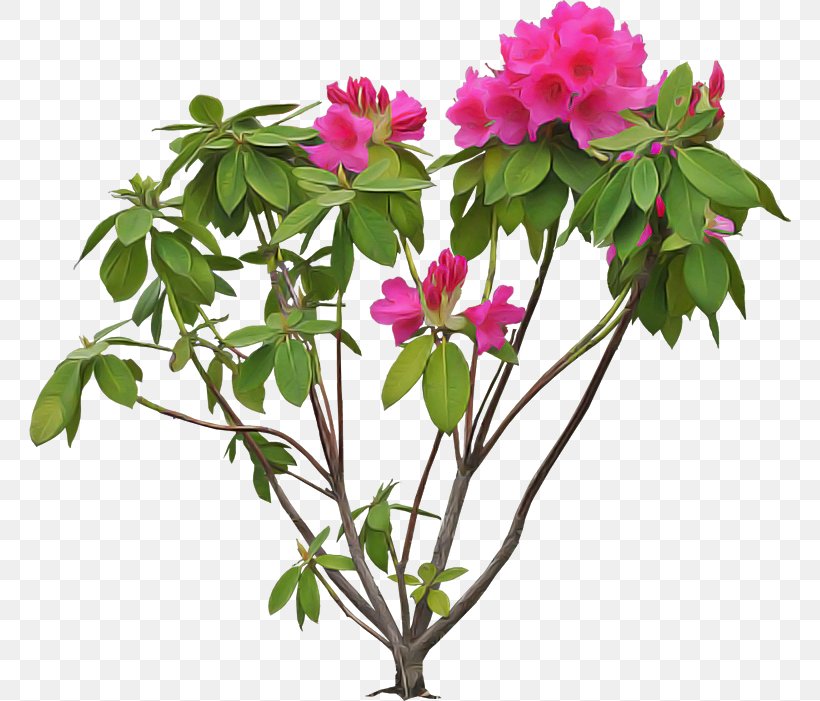 Flower Flowering Plant Plant Pink Petal, PNG, 762x701px, Flower, Azalea, Branch, Chinese Peony, Flowering Plant Download Free