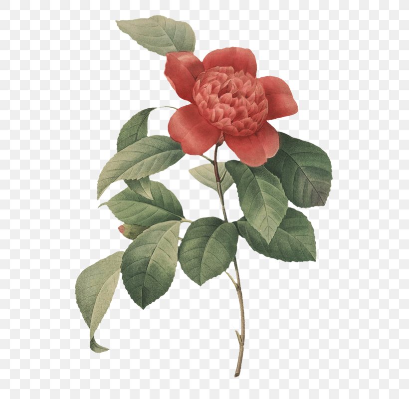 Photography Art Botanical Illustration, PNG, 601x800px, Photography, Art, Botanical Illustration, Camellia, Cut Flowers Download Free