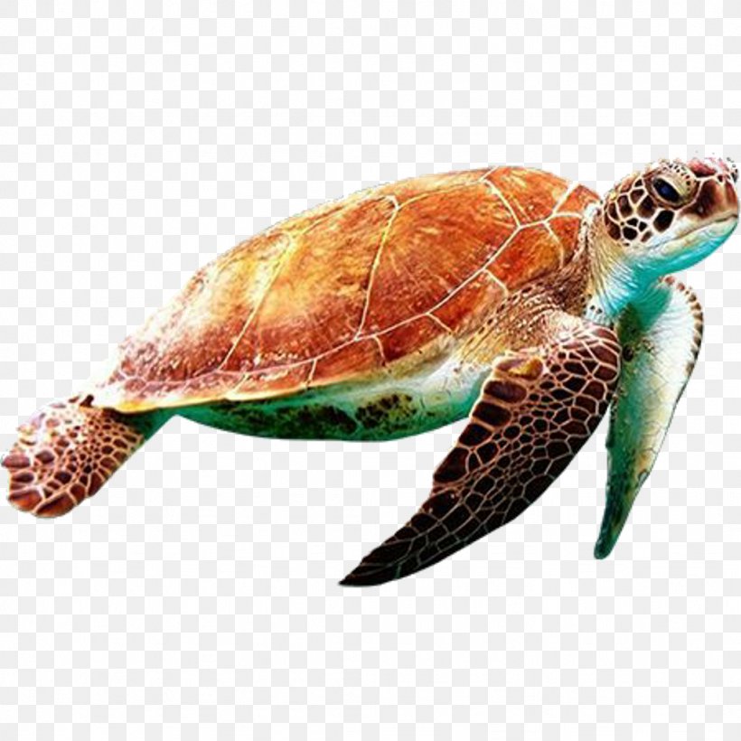 Sea Turtle Hawksbill Sea Turtle Olive Ridley Sea Turtle Loggerhead Sea Turtle Turtle, PNG, 1024x1024px, Sea Turtle, Green Sea Turtle, Hawksbill Sea Turtle, Kemps Ridley Sea Turtle, Loggerhead Sea Turtle Download Free