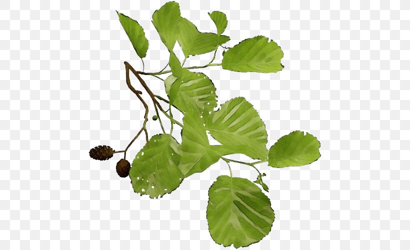 Leaf Plant Flower Tree Flowering Plant, PNG, 500x500px, Watercolor, Centella Asiatica, Flower, Flowering Plant, Food Download Free