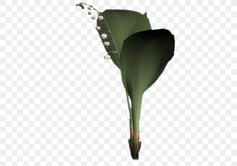 Banana Leaf, PNG, 459x576px, 2018, Lily Of The Valley, Alismatales, Anthurium, Arum Download Free