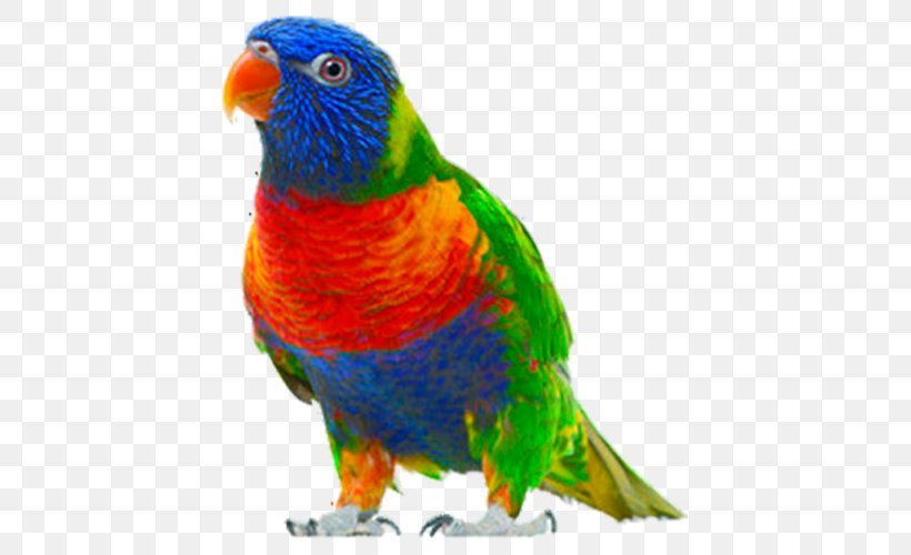 Bird Clip Art, PNG, 500x500px, Bird, Beak, Common Pet Parakeet, Display Resolution, Fauna Download Free