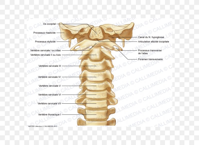 Cervical Vertebrae Vertebral Column Atlas Anatomy Bone, PNG, 600x600px, Cervical Vertebrae, Anatomy, Atlantooccipital Joint, Atlas, Axis Download Free