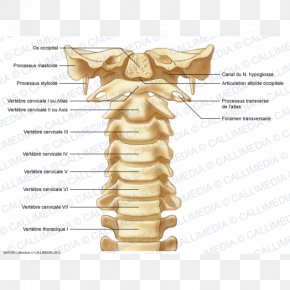 Cervical Vertebra Atlas - Cervical Vertebrae Vertebral Column Atlas Anatomy Bone PNG