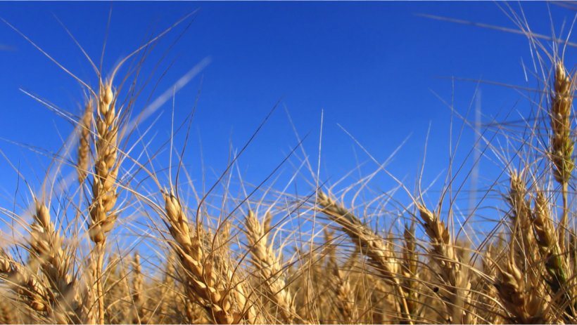 Einkorn Wheat Cereal Grain Barley Gluten, PNG, 1200x679px, Einkorn Wheat, Agriculture, Barley, Bread, Cereal Download Free