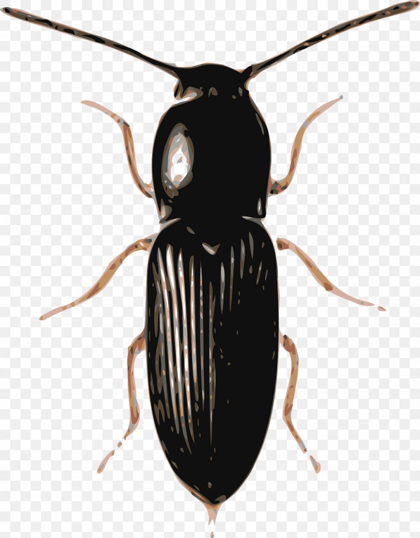 Beetle Clip Art, PNG, 997x1280px, Beetle, Arthropod, Cardinal Beetle, Dung Beetle, Ground Beetle Download Free