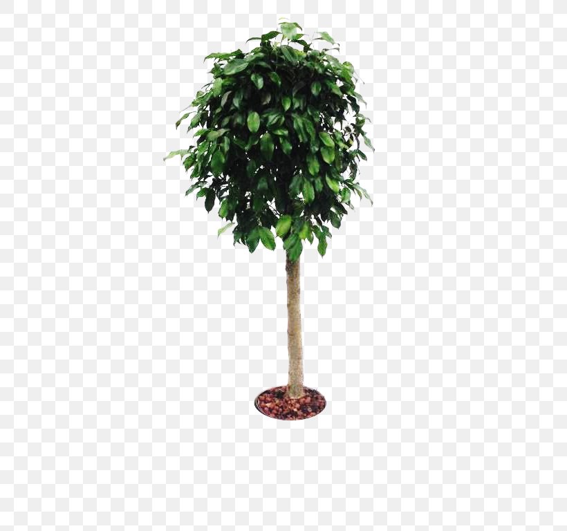 Branch Tree Cheesewood Flowerpot Houseplant, PNG, 768x768px, Branch, Branching, Cheesewood, Evergreen, Flowerpot Download Free