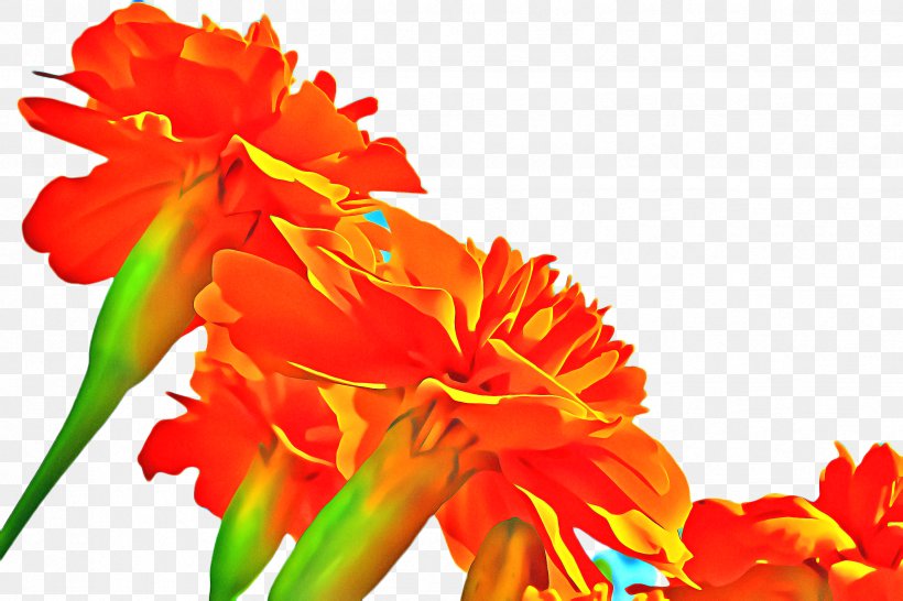 Flower Pot Drawing, PNG, 2448x1632px, Marigold, Bloom, Blossom, Carnation, Cut Flowers Download Free