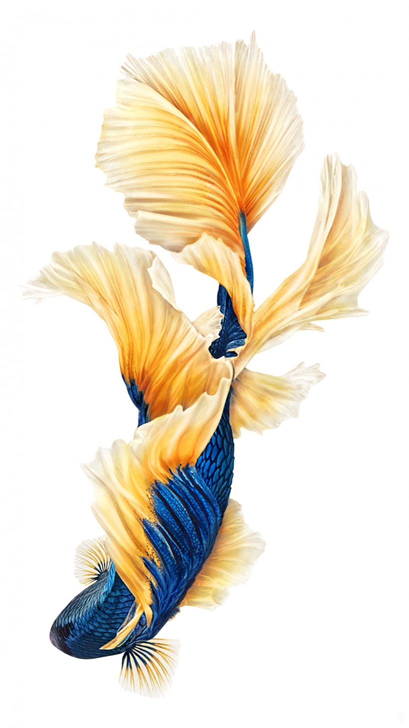 IPhone 6s Plus IPhone 7 Siamese Fighting Fish Desktop Wallpaper, PNG, 1080x1920px, Iphone 6s Plus, Apple, Feather, Fish, Iphone Download Free