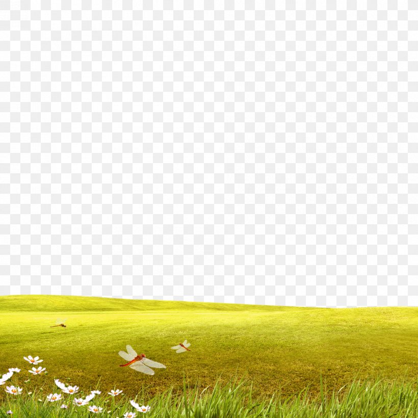 Lawn Ecoregion Grassland Yellow Wallpaper, PNG, 945x945px, Lawn, Computer, Daytime, Ecoregion, Ecosystem Download Free