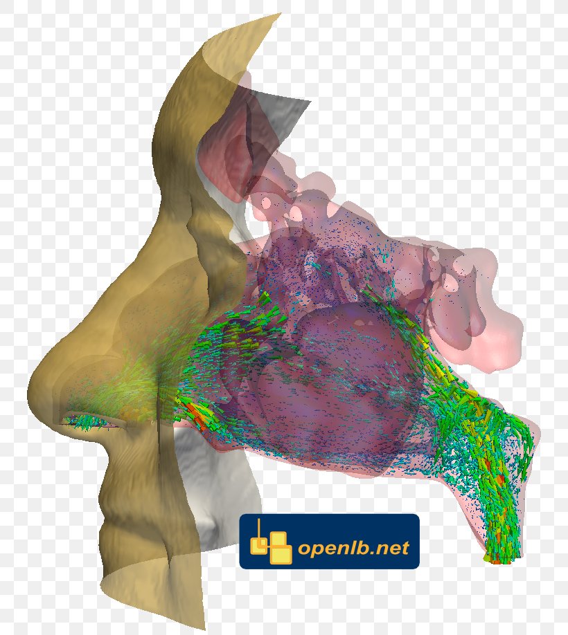 OpenLB Lattice Boltzmann Methods Nose Nasal Bone Breathing, PNG, 810x918px, Lattice Boltzmann Methods, Biomechanics, Breathing, Face, Human Nose Download Free