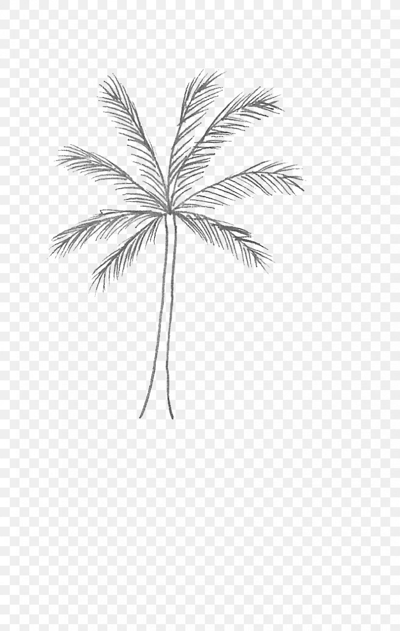 Palm Tree, PNG, 828x1307px, White, Arecales, Blackandwhite, Leaf, Palm Tree Download Free