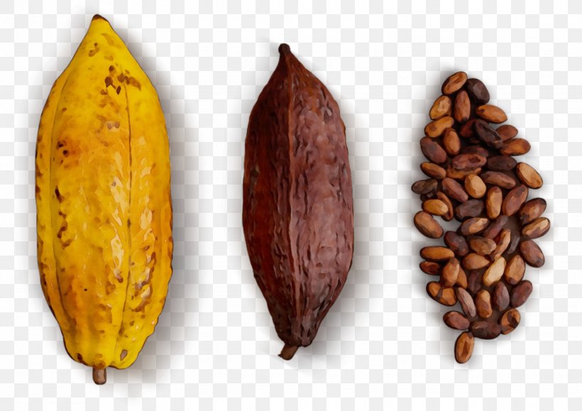 Plant Cocoa Bean Tree Bean Food, PNG, 1527x1080px, Watercolor, Bean, Cocoa Bean, Food, Paint Download Free