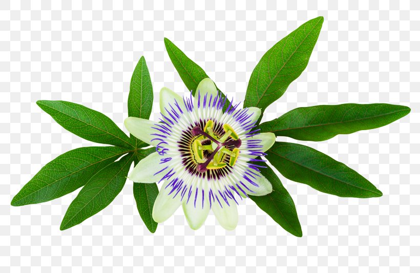 Purple Passionflower Passiflora Caerulea Stock Photography, PNG, 800x533px, Purple Passionflower, Color, Flora, Flower, Flowering Plant Download Free