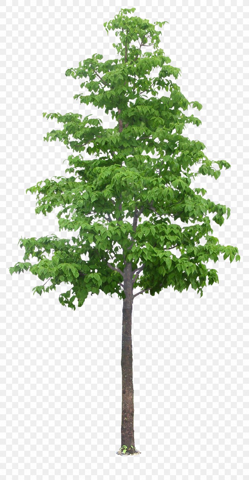 Tree Vetri Maalai Matrimony, PNG, 1300x2500px, Tree, Branch, Evergreen, Grass, Houseplant Download Free