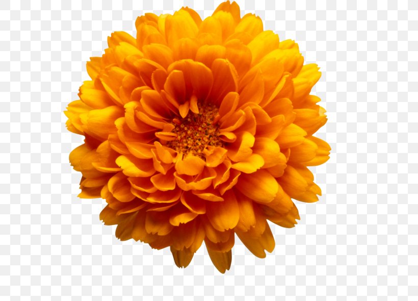 Chrysanthemum Marriage Make Up Flower Book Clip Art, PNG, 572x590px, Chrysanthemum, Book, Calendula, Chrysanths, Dahlia Download Free