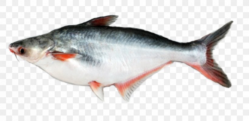 Iridescent Shark Basa Fish Fillet Food, PNG, 840x408px, Iridescent Shark, Anchovy, Barramundi, Basa, Bass Download Free