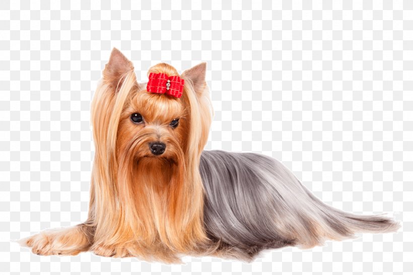 Yorkshire Terrier Norwegian Buhund Cavalier King Charles Spaniel Poodle Finnish Spitz, PNG, 1024x683px, Yorkshire Terrier, American Kennel Club, Australian Silky Terrier, Australian Terrier, Beagle Download Free